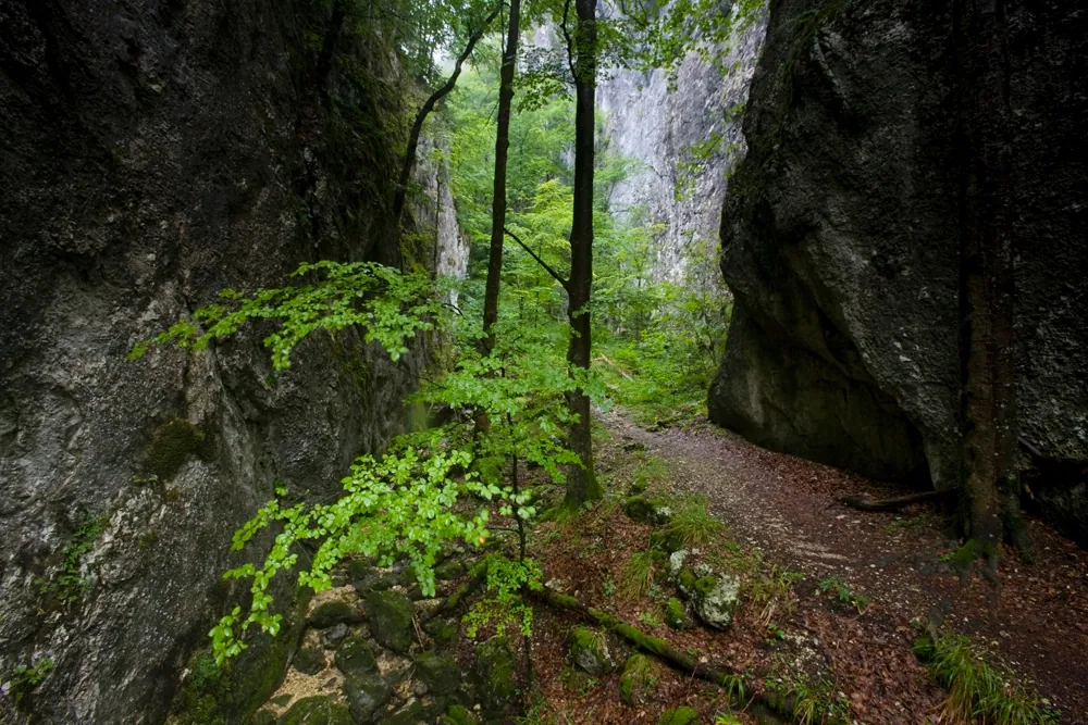 Wąwóz Wolfsschlucht