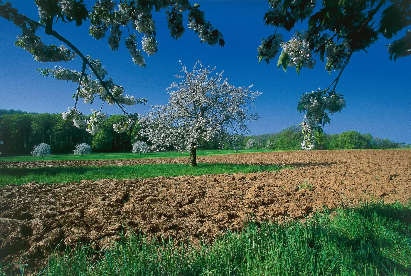 Szlak krasnali na Montpelon